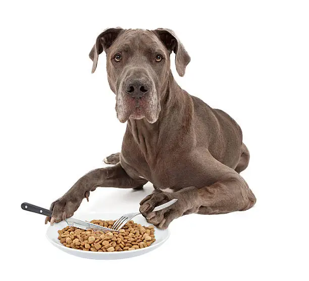 Best Large Breed Dog Food Complete Guide to Healthy Nutrition for Big Dogs