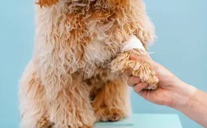 Lick Sleeve for Dogs Complete Guide to Safer Wound Protection and Recovery