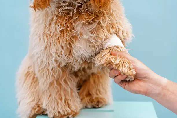 Lick Sleeve for Dogs Complete Guide to Safer Wound Protection and Recovery