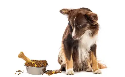 Zignature Kangaroo Dog Food Review Ingredients Benefits and Allergy Support