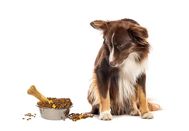 Zignature Kangaroo Dog Food Review Ingredients Benefits and Allergy Support