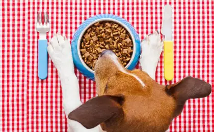Best Dog Food for Sensitive Stomachs Gentle Digestive Friendly Options for Dogs