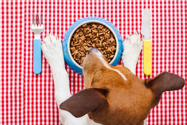 Best Dog Food for Sensitive Stomachs Gentle Digestive Friendly Options for Dogs