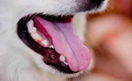 Dog Breath Mints Complete Guide to Fresher Breath and Healthier Smiles