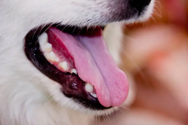 Dog Breath Mints Complete Guide to Fresher Breath and Healthier Smiles