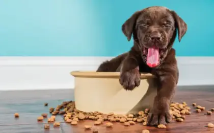 Best Large Breed Puppy Food Complete Guide for Healthy Growth