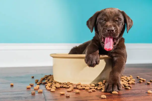 Best Large Breed Puppy Food Complete Guide for Healthy Growth