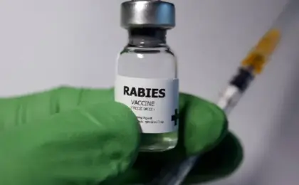 How Much Does Rabies Vaccine Cost for Dogs?
