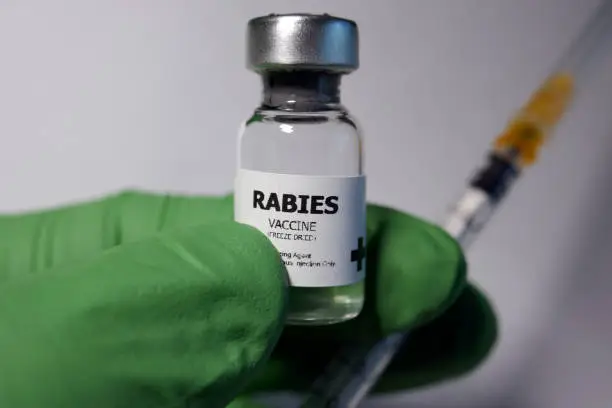 How Much Does Rabies Vaccine Cost for Dogs?