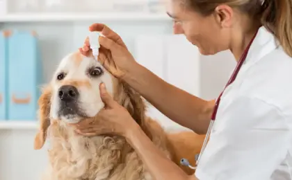 Dogs Eye Swollen All of a Sudden Causes Symptoms & What To Do?