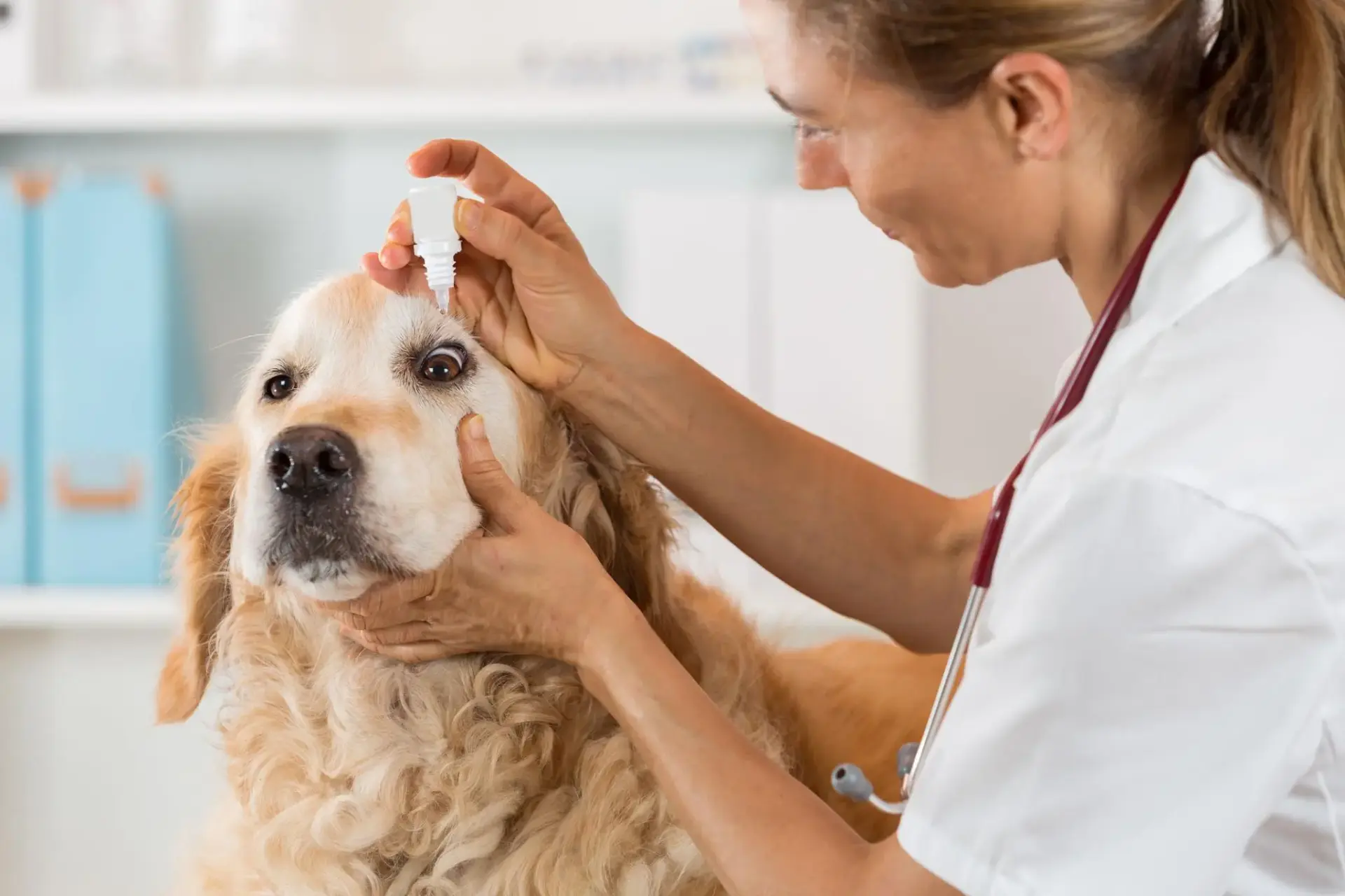 Dogs Eye Swollen All of a Sudden Causes Symptoms & What To Do?