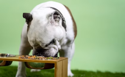 Best Dog Foods