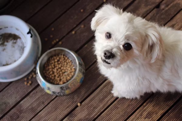 Best Natural Dog Food for Picky Eaters
