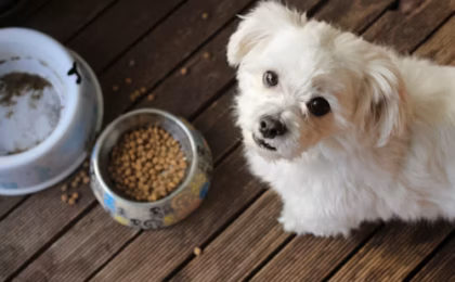 Best Wet Puppy Food Complete Guide for Healthy Puppy Growth