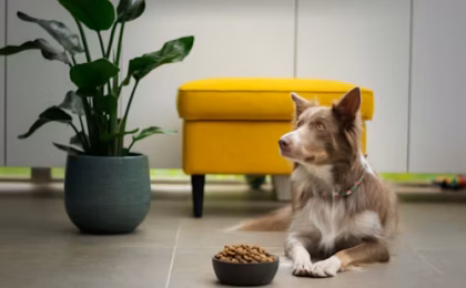 Best Natural Dog Food 2026