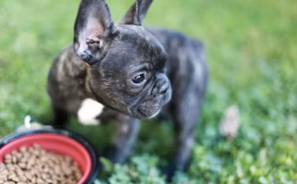 Best Small Breed Puppy Foods