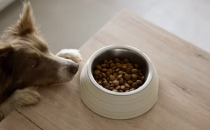 Best Dog Food for Small Dogs