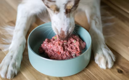 Senior Raw Dog Food