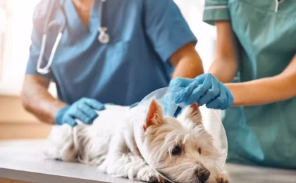 Dog Neutering Cost