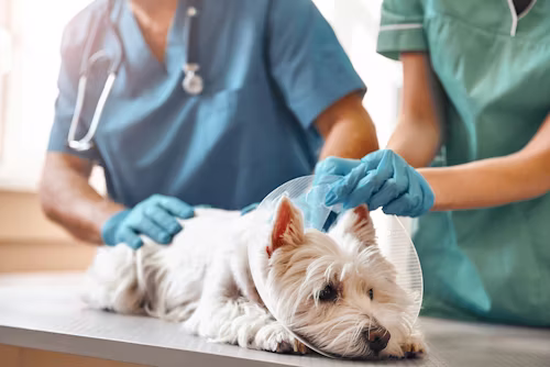 Dog Neutering Cost