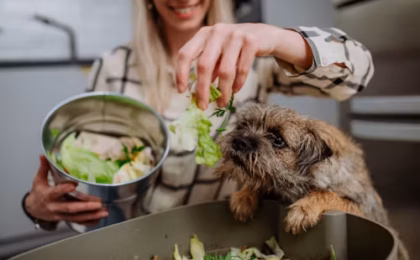 Best Freeze Dried Dog Food Complete Guide for Healthy Raw Nutrition