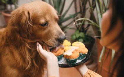 Low Calorie Dog Treats Homemade Healthy Recipes Your Dog Will Love