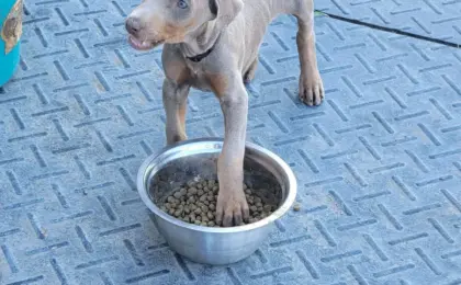 Best Dog Food for Doberman Pinschers