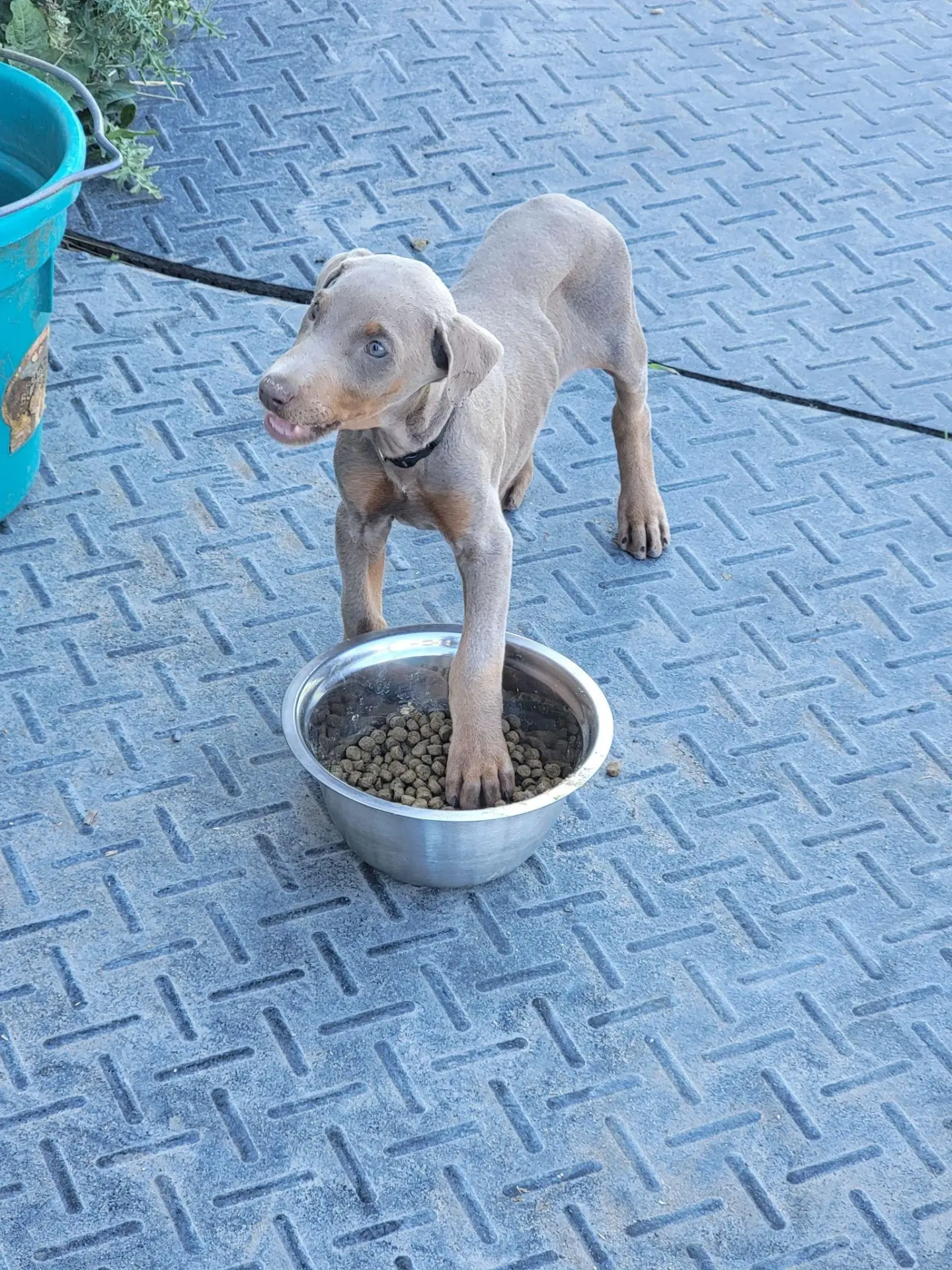 Best Dog Food for Doberman Pinschers