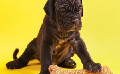 Best Dog Food for Cane Corso Puppies