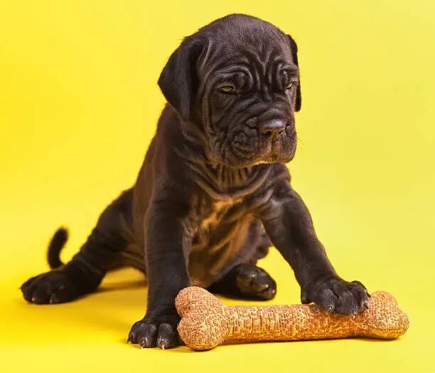 Best Dog Food for Cane Corso Puppies