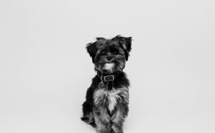 Affenpinscher breeder
