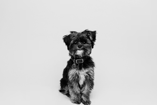 Affenpinscher Breeders: How to Find a Reputable Affenpinscher Puppy
