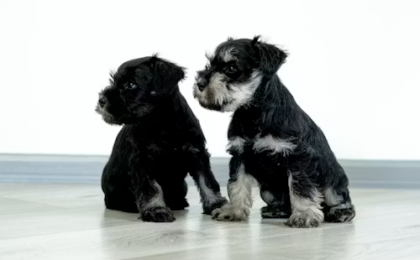 Affenpinscher Puppies