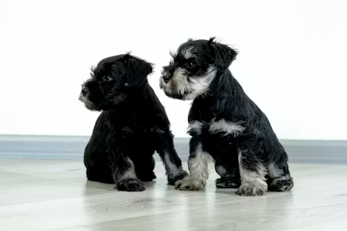 Affenpinscher Puppies