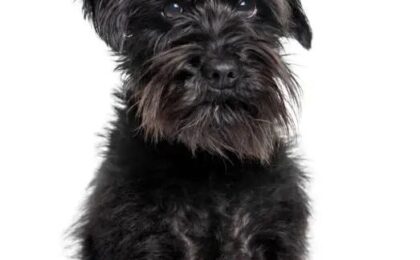 Affenpinscher for Sale