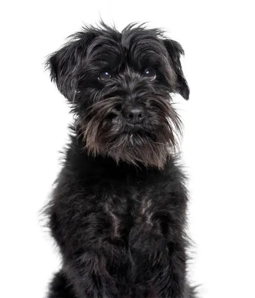 Affenpinscher for Sale