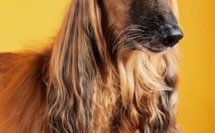Hound Dog Breeds