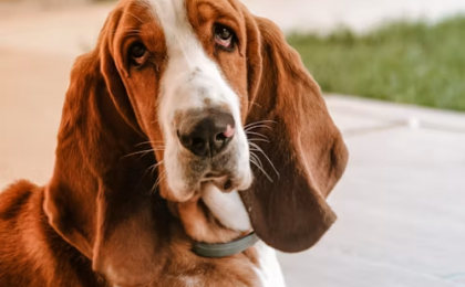 Basset Hound Dog Breed