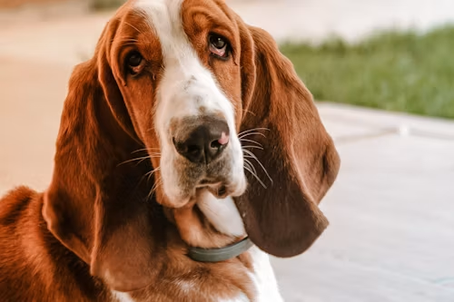 Basset Hound Dog Breed