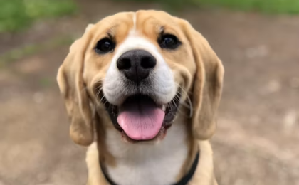 Beagle Hound Dog Breed