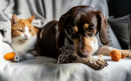 Why Do Dogs Eat Poop of a Cat’s? Causes Risks and How to Stop It?