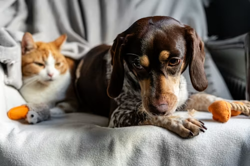 Why Do Dogs Eat Poop of a Cat’s? Causes Risks and How to Stop It?