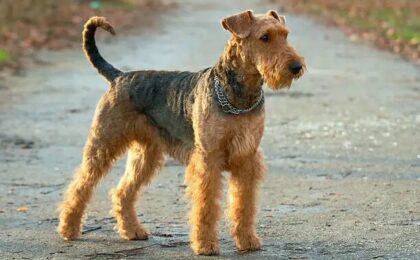 Airedale Terrier Dog