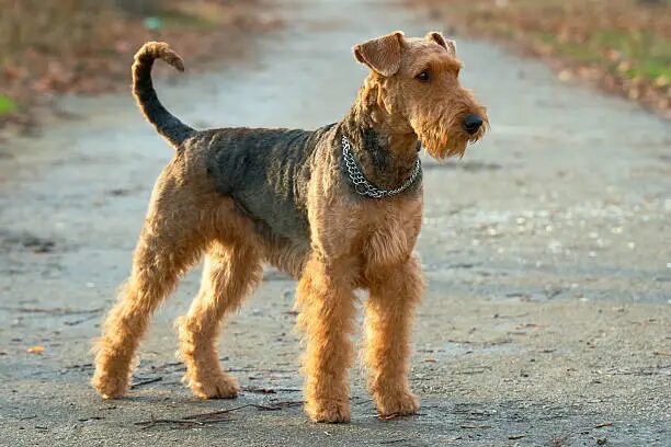 Airedale Terrier Dog