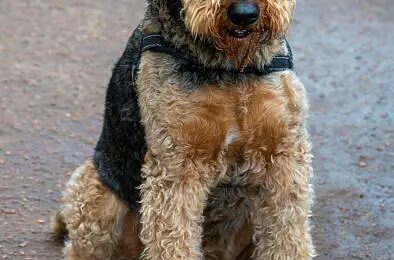 Dog Breeds Airedale Terrier