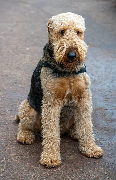 Dog Breeds Airedale Terrier