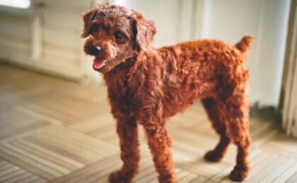 Airedale Terrier