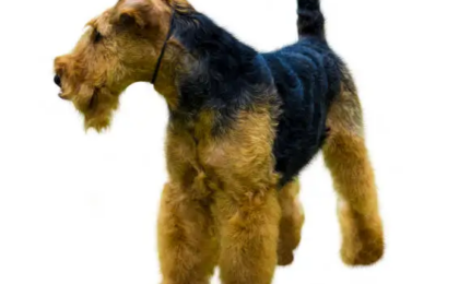 Airedale Terrier for Sale
