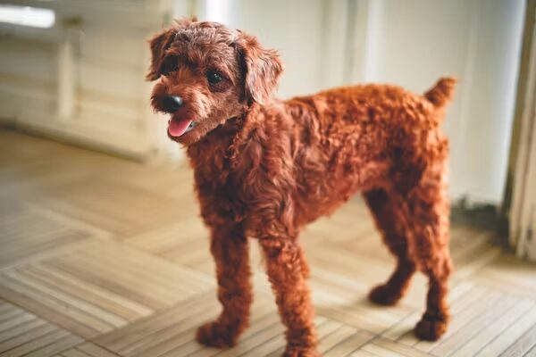 Airedale Terrier