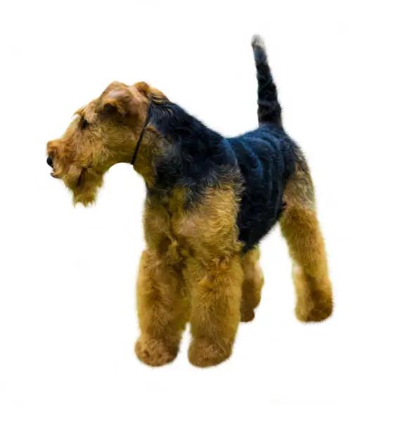 Airedale Terrier for Sale